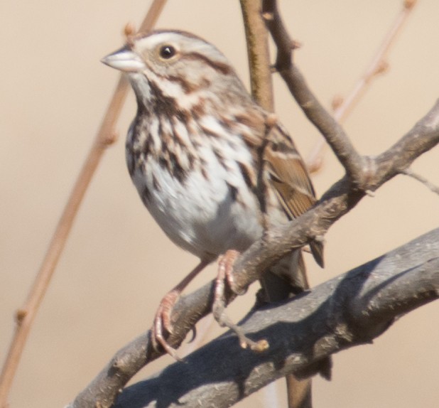 Song Sparrow - ML49123901