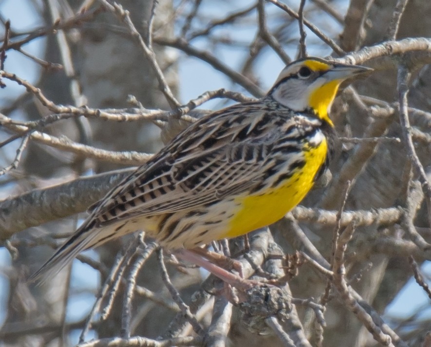 Eastern Meadowlark - ML49123961