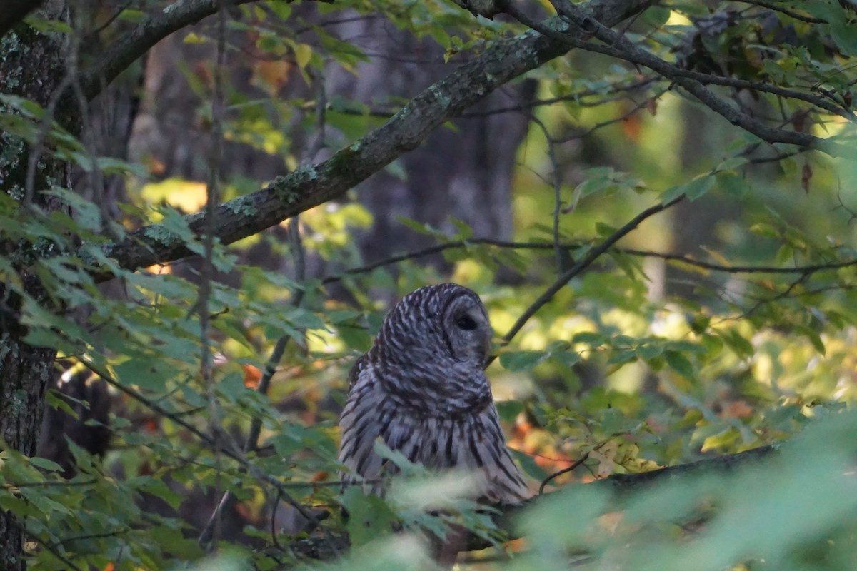 Barred Owl - ML491241711