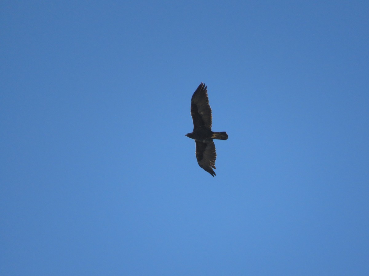 Golden Eagle - Bryant Olsen