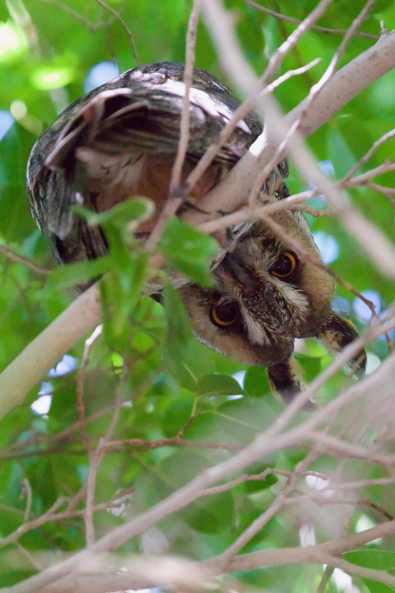 Long-eared Owl - Alberto Aguiar Álamo