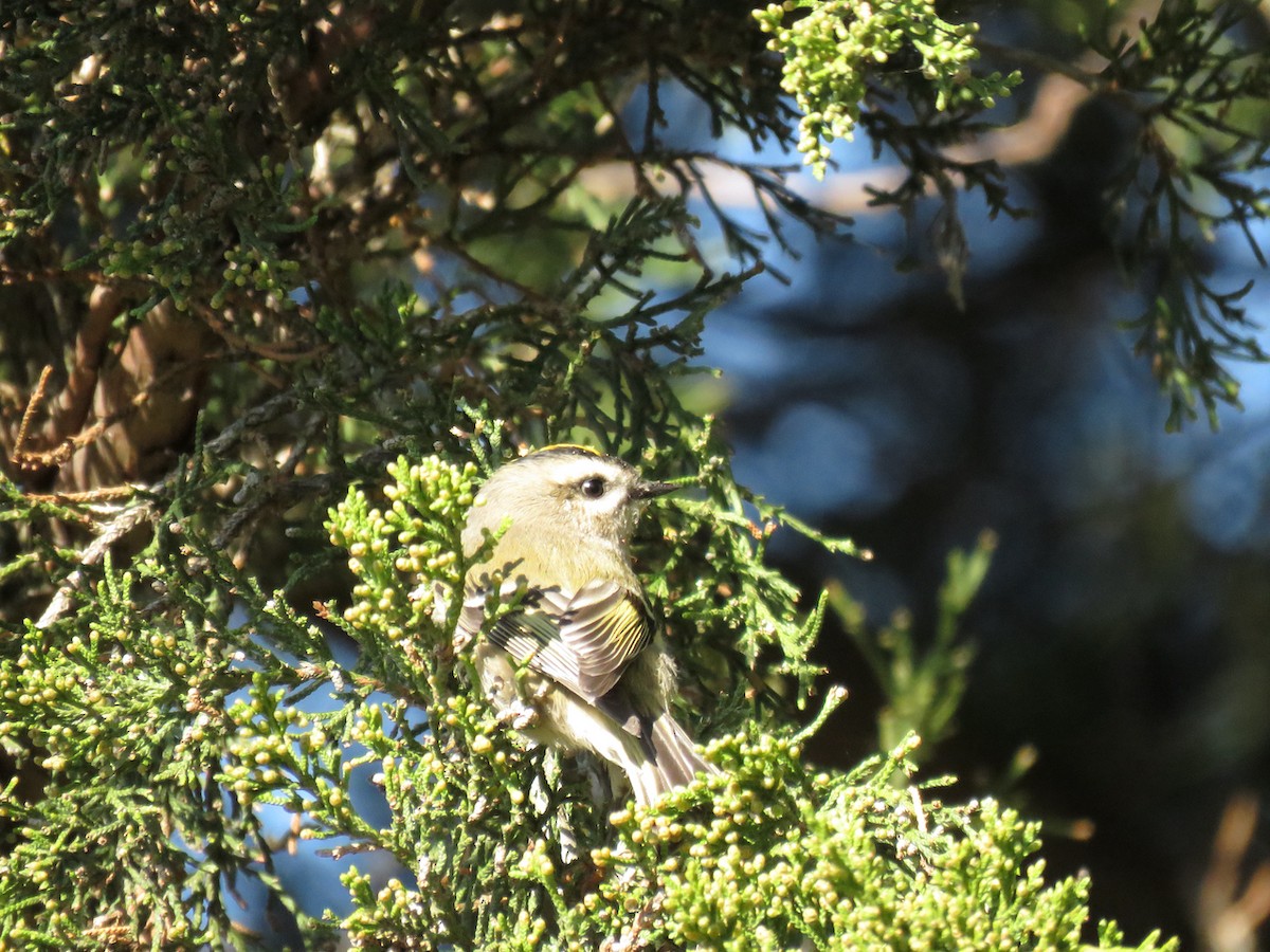 Golden-crowned Kinglet - Richard Fleming