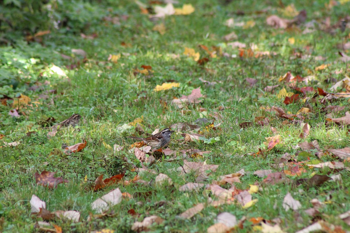 White-throated Sparrow - ML491244011