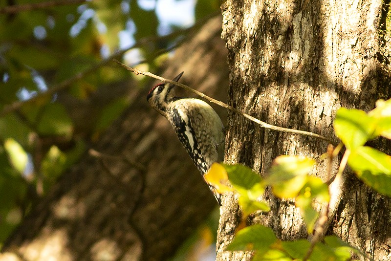 Yellow-bellied Sapsucker - ML491245001