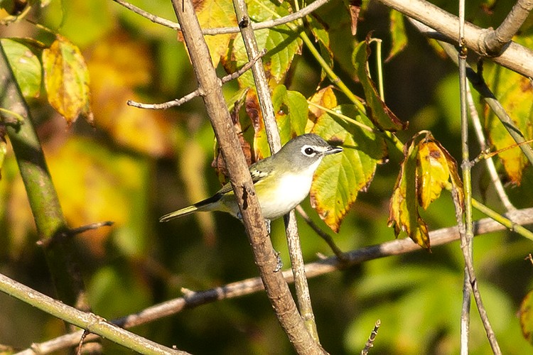 Blue-headed Vireo - ML491245061