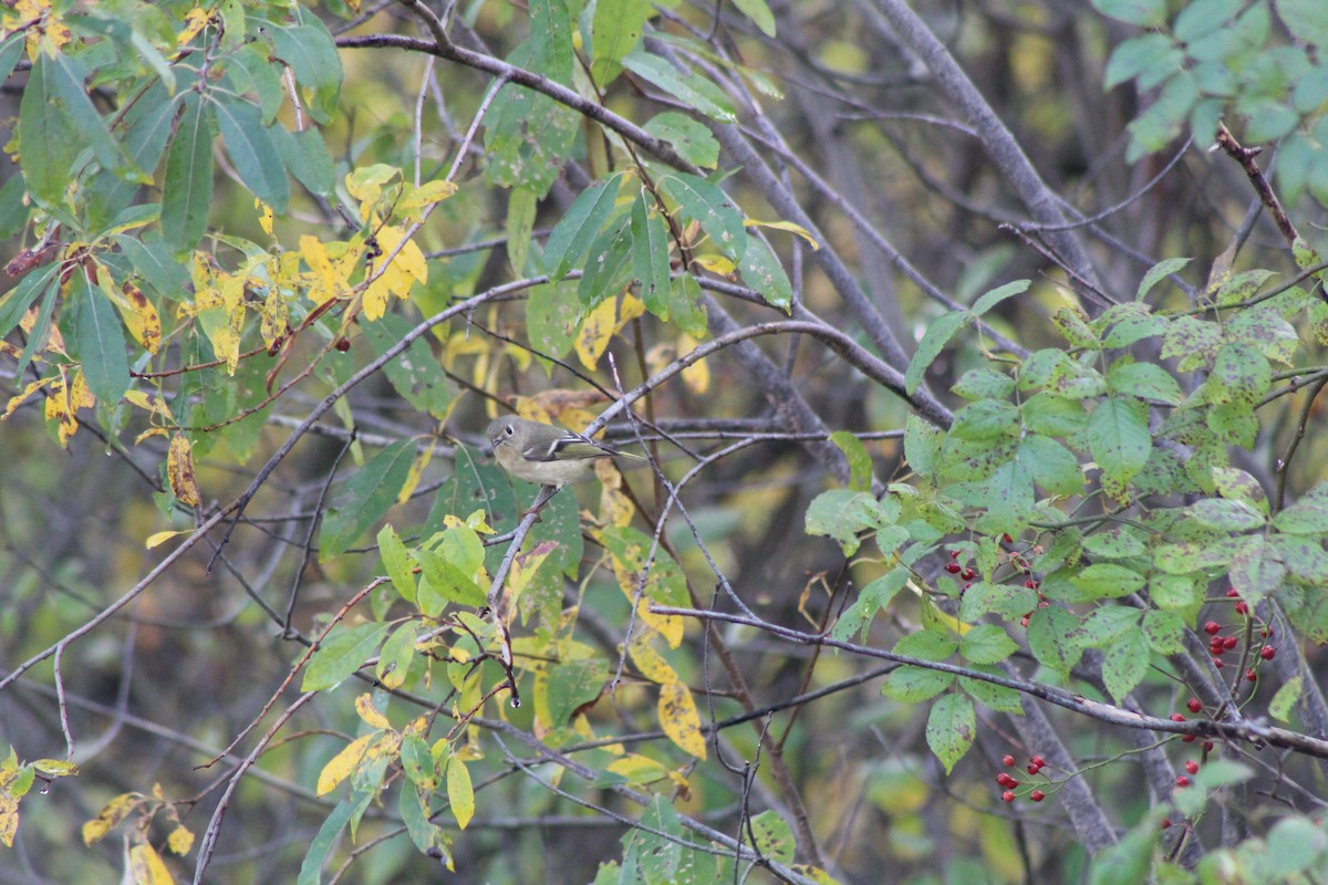 Ruby-crowned Kinglet - ML491245521