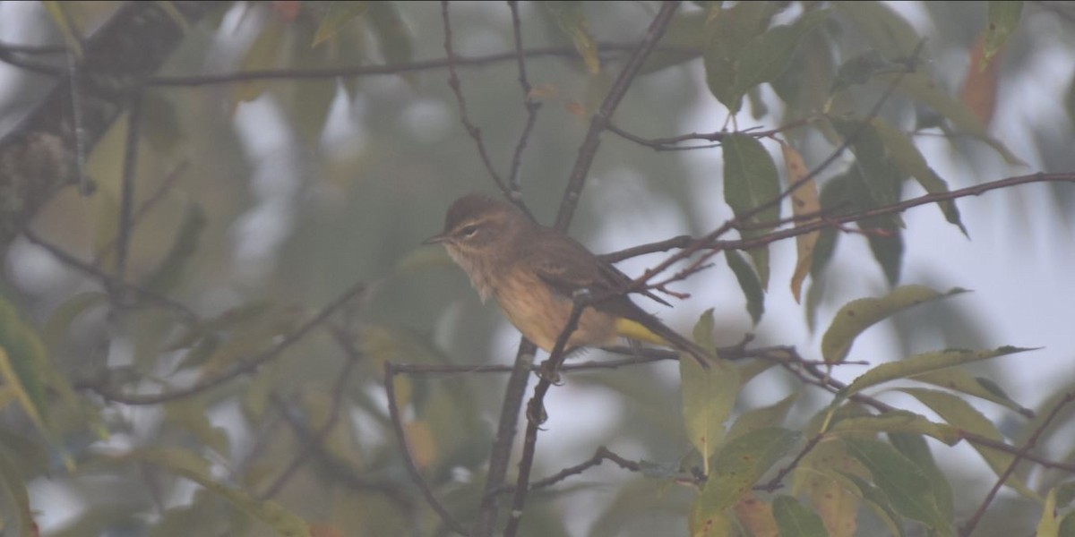 Palm Warbler - ML491245691