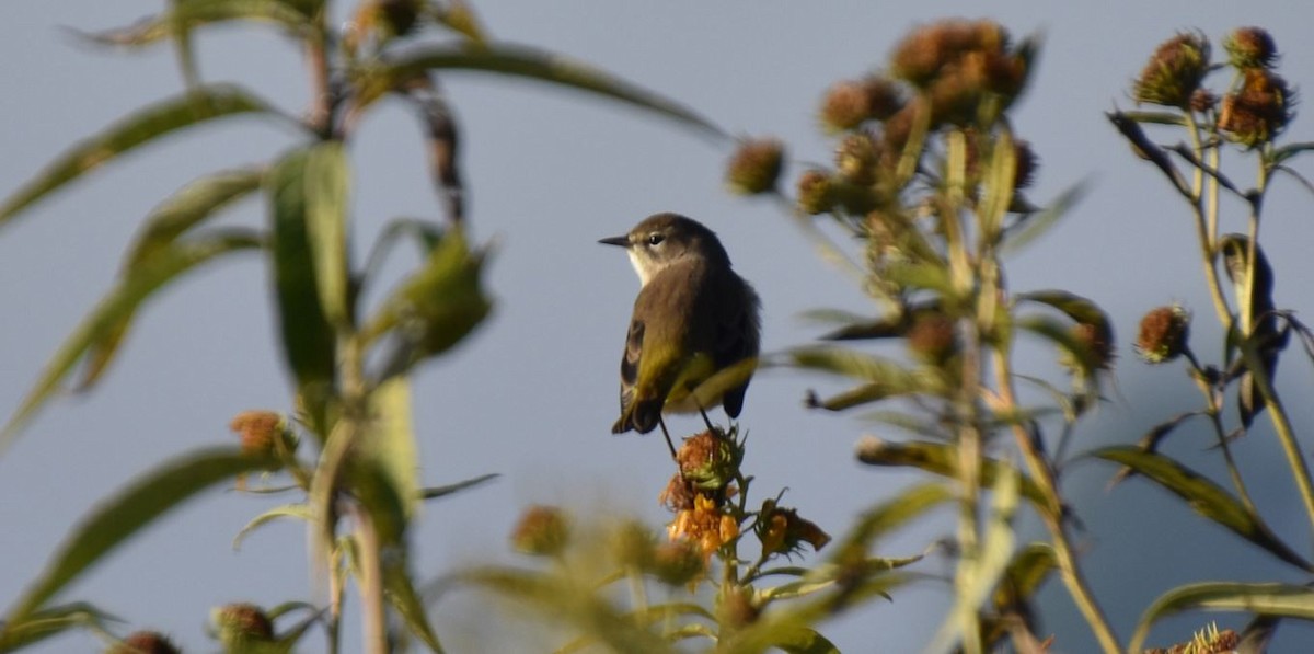 Palm Warbler - Brian Bardy