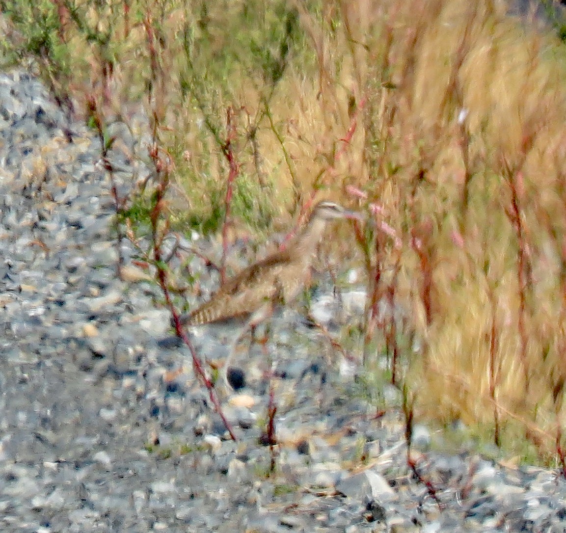 koliha malá (ssp. hudsonicus) - ML491246541