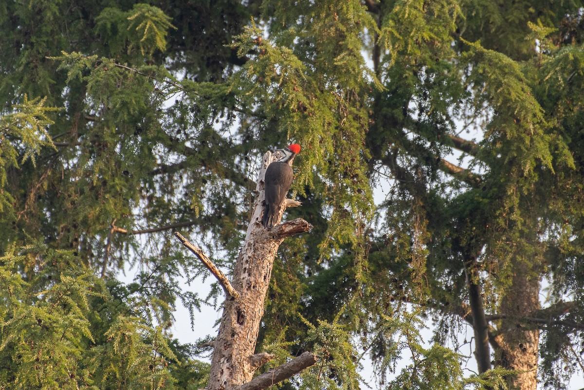 Pileated Woodpecker - ML491246661