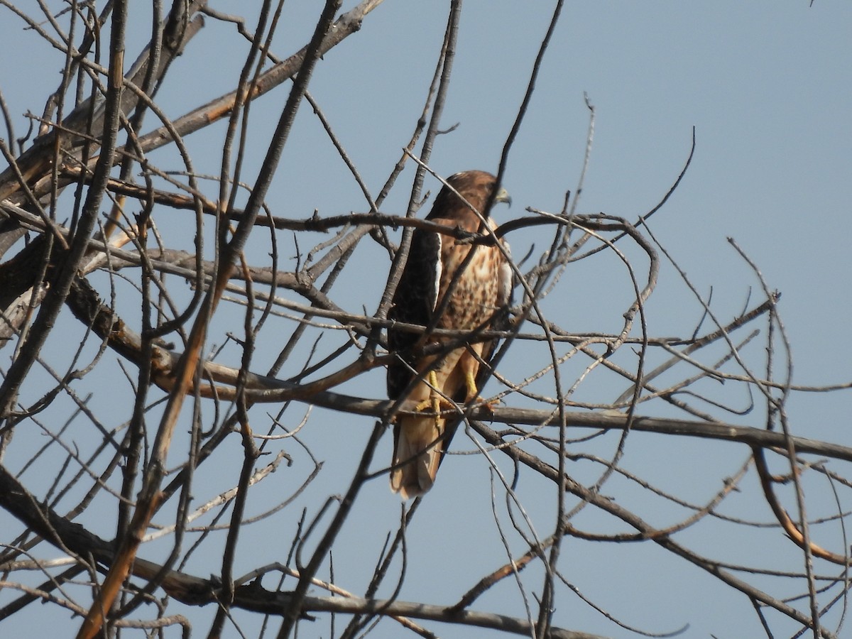Red-tailed Hawk - ML491248671