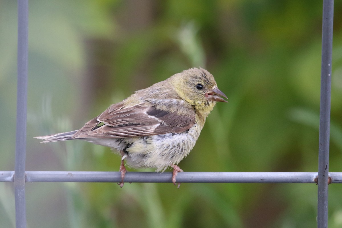 Chardonneret jaune - ML491248721