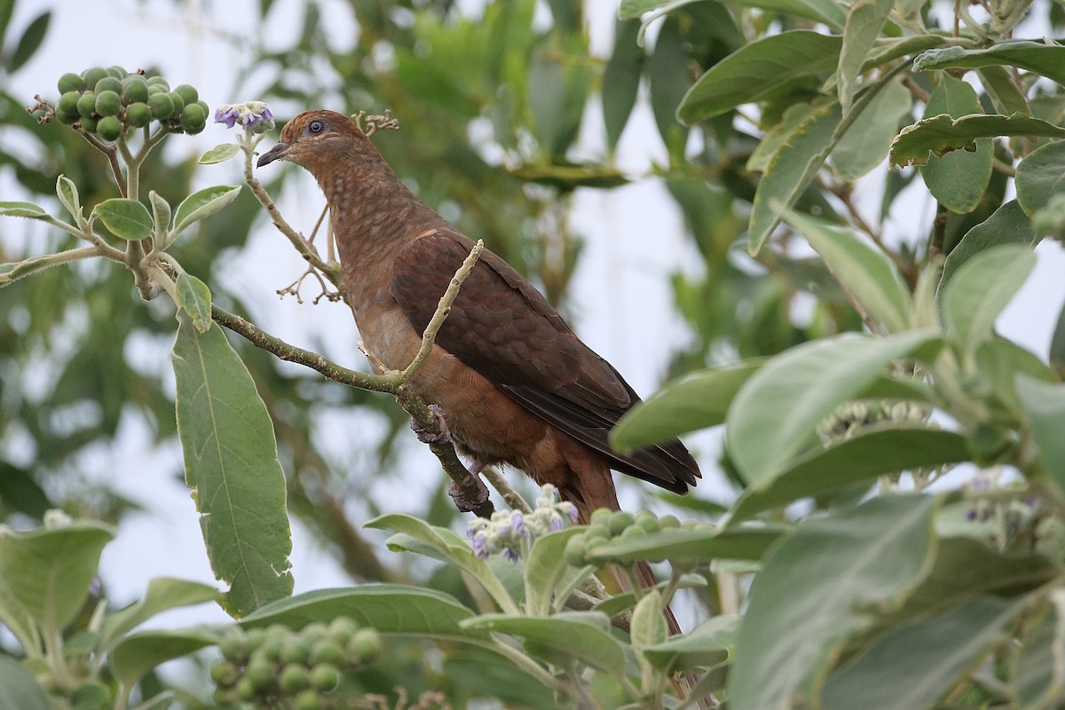 Brown Cuckoo-Dove - ML491249141