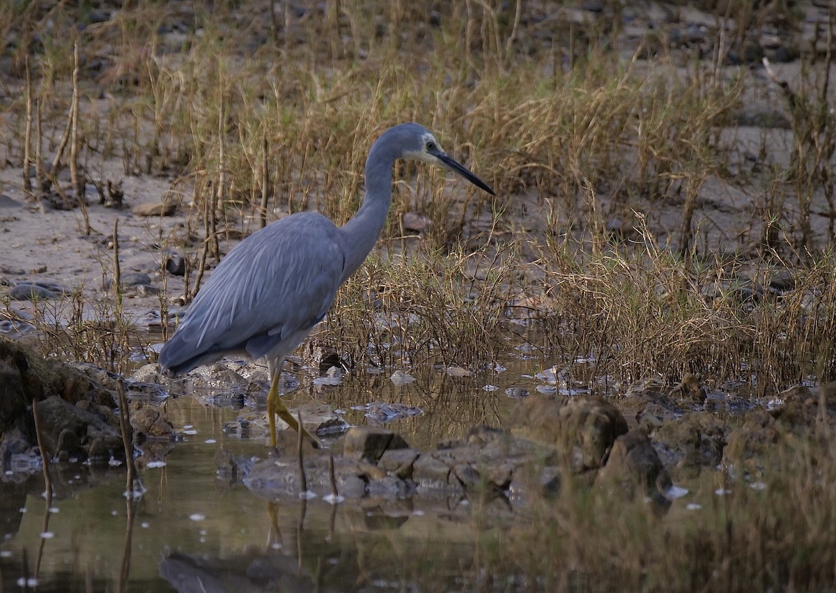 White-faced Heron - ML491249171