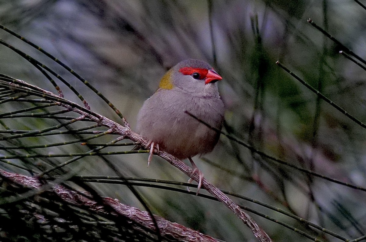 Red-browed Firetail - ML491249281