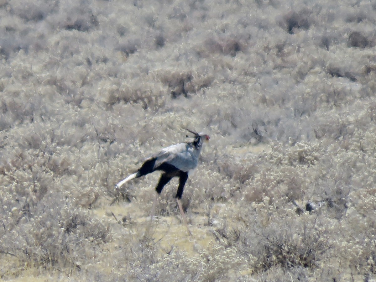 Secretarybird - ML491249391