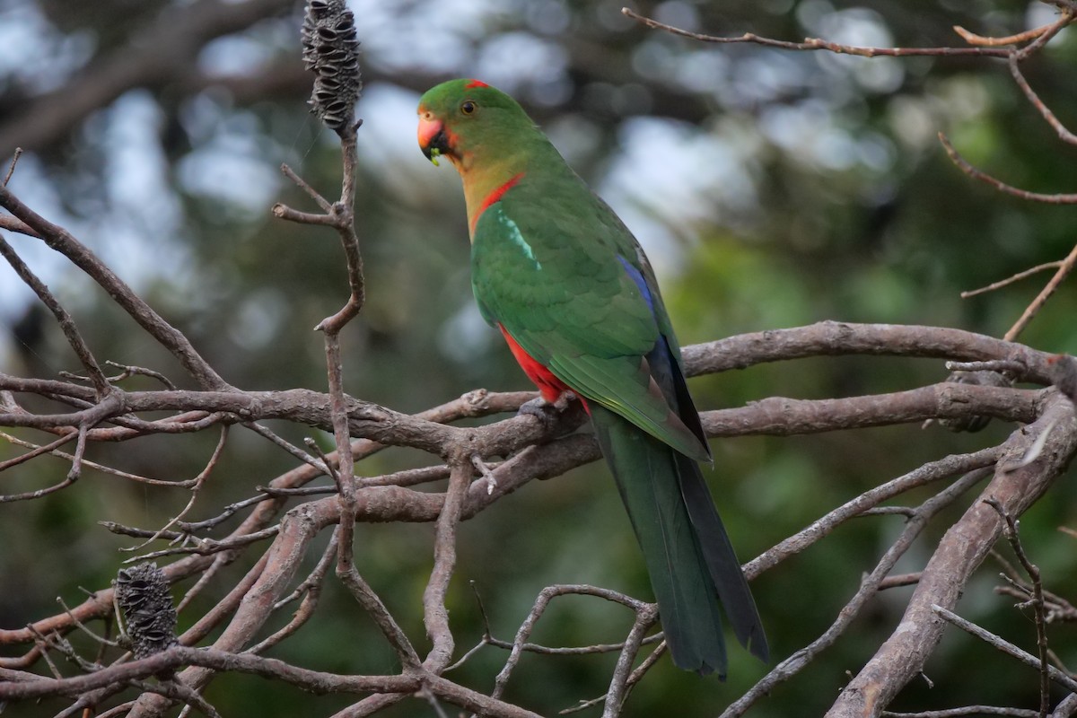 Australian King-Parrot - ML491249421