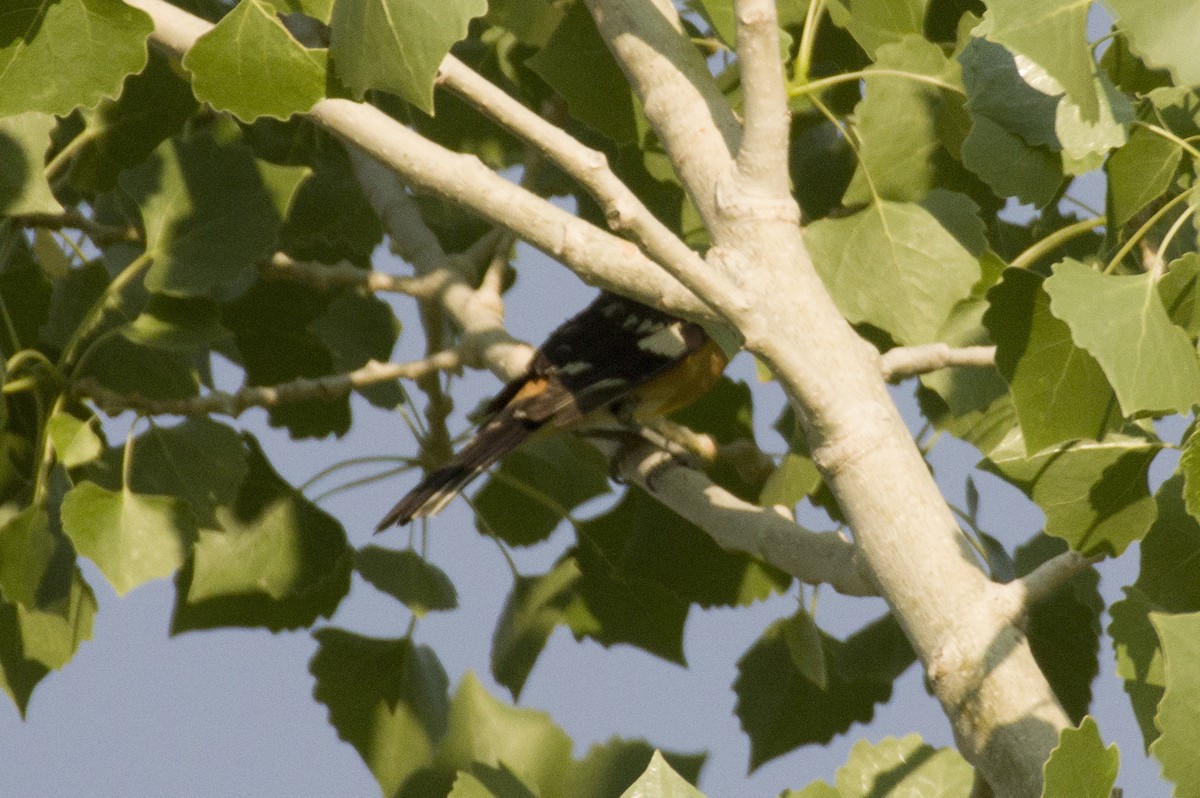 Black-headed Grosbeak - ML491249721