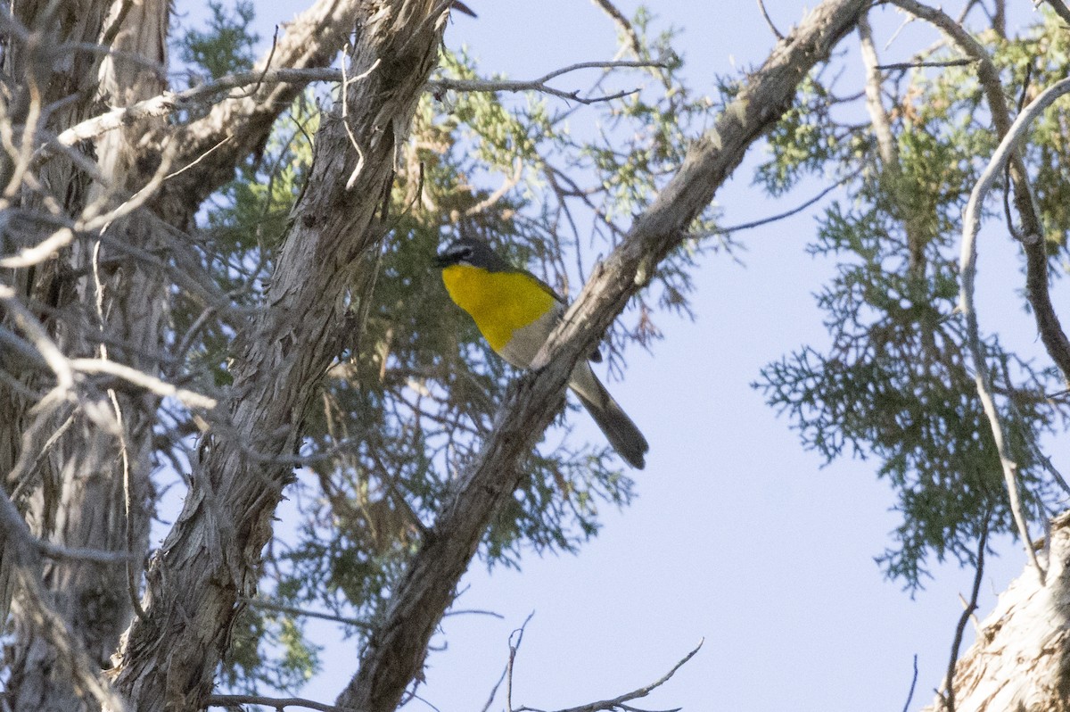 Yellow-breasted Chat - ML491249811