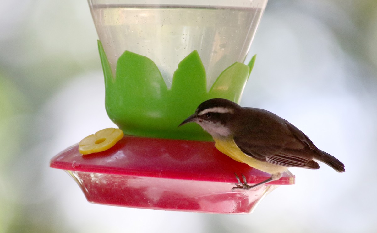 Bananaquit (Continental) - Jay McGowan