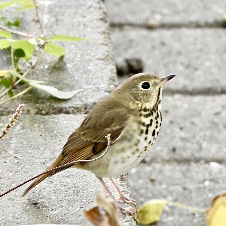 Hermit Thrush - ML491251911