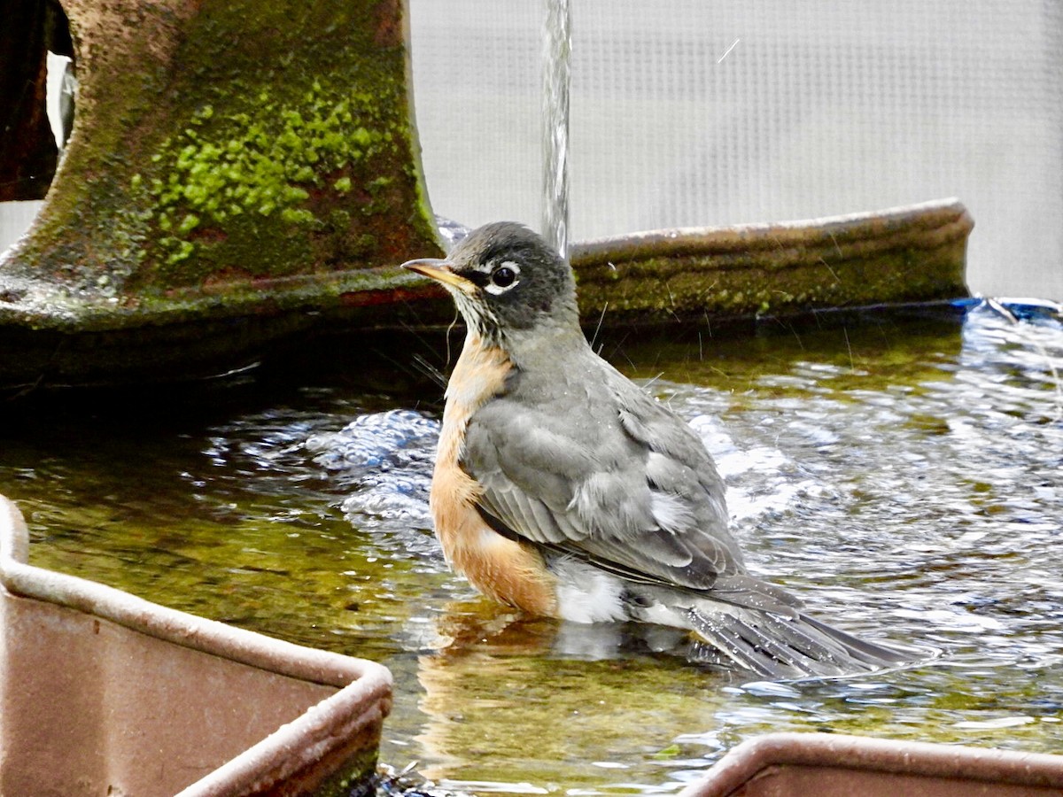 American Robin - ML491252091