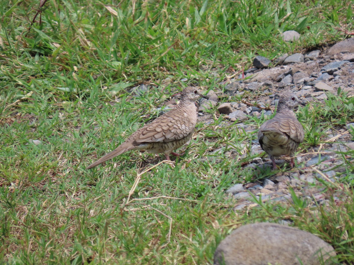 Inca Dove - Boris Sanjur