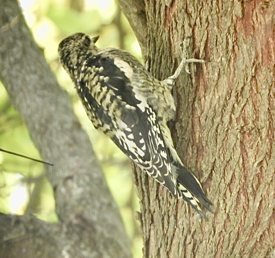 Yellow-bellied Sapsucker - ML491253831