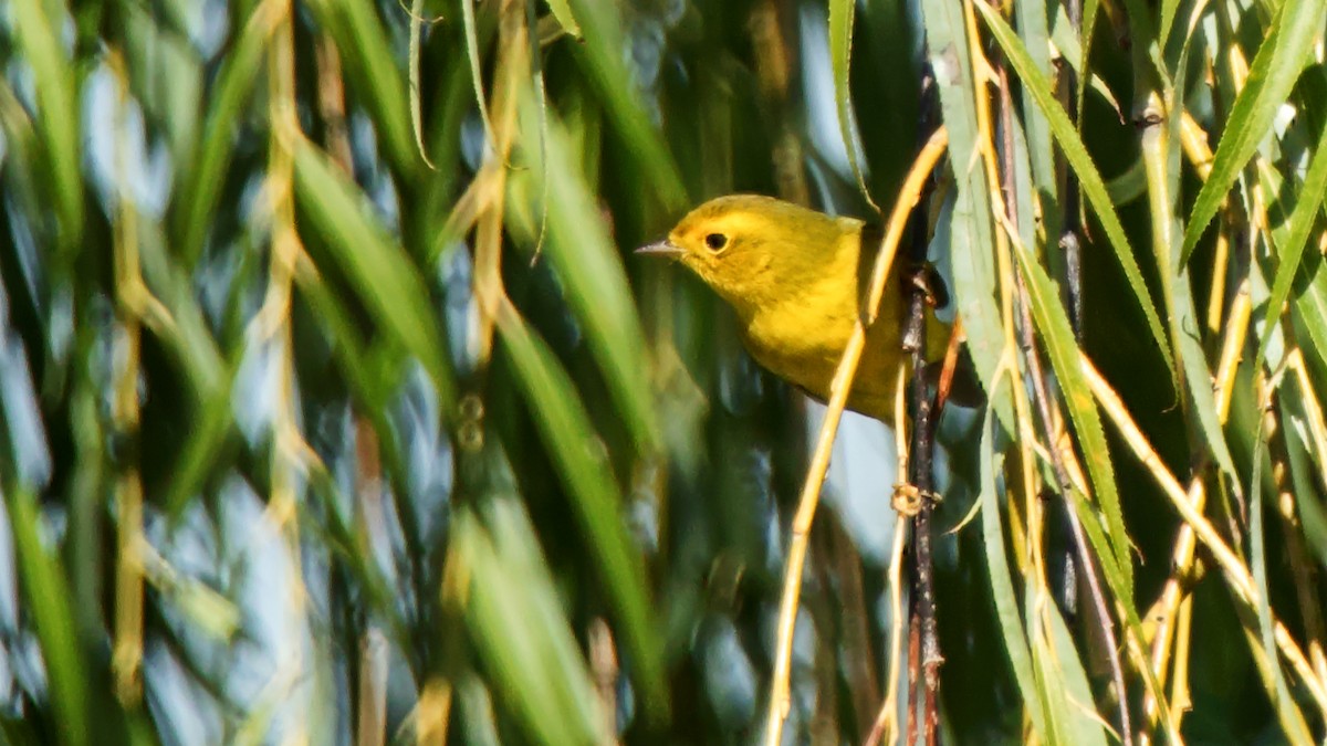 Wilson's Warbler - Gregory Gough 🦚