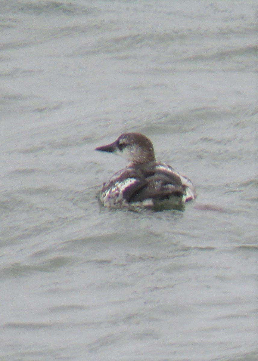 Black Guillemot - Frederick Bowes