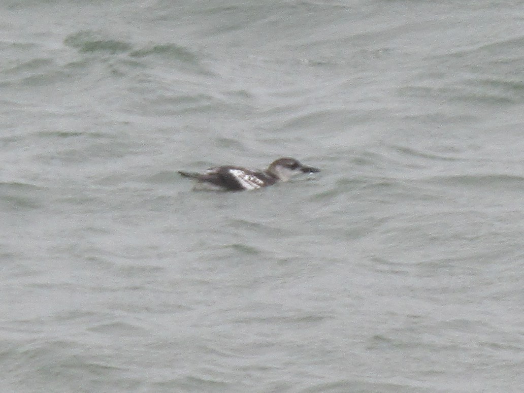 Black Guillemot - ML491254871