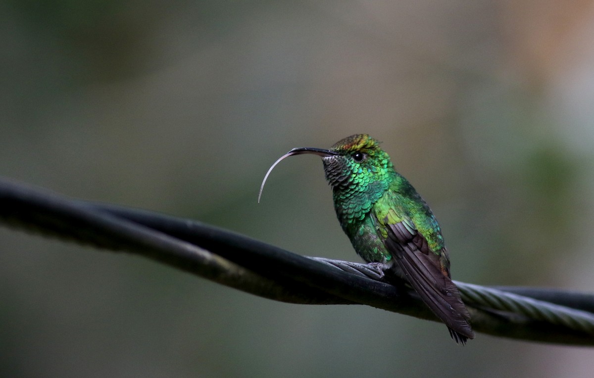 kolibřík měděnohlavý - ML49125531