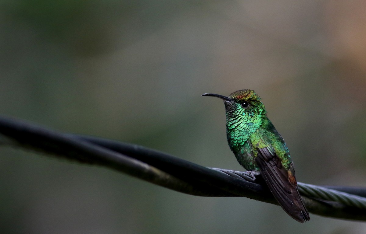 kolibřík měděnohlavý - ML49125571
