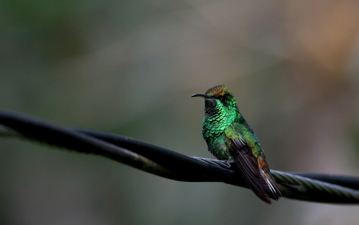 kolibřík měděnohlavý - ML49125591