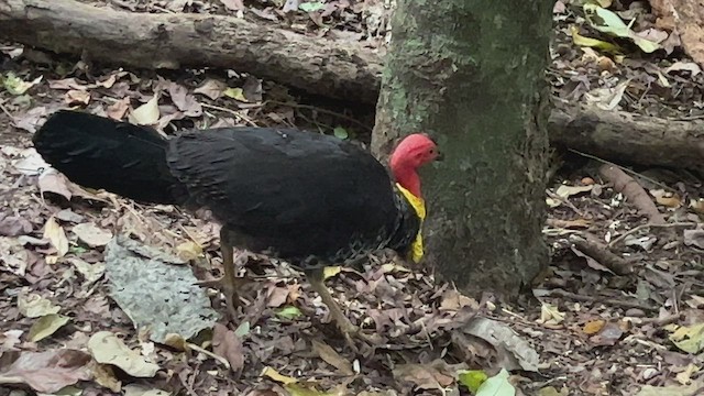 Australian Brushturkey - ML491256461