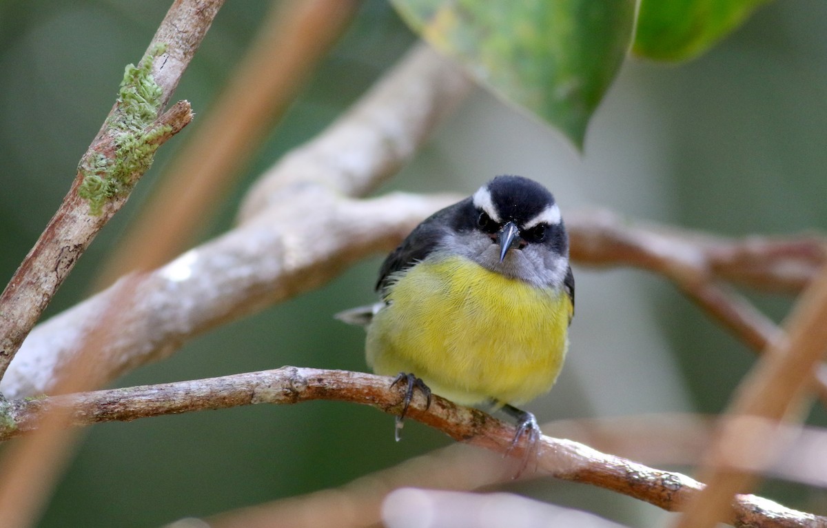 Sucrier à ventre jaune (groupe luteola) - ML49125731