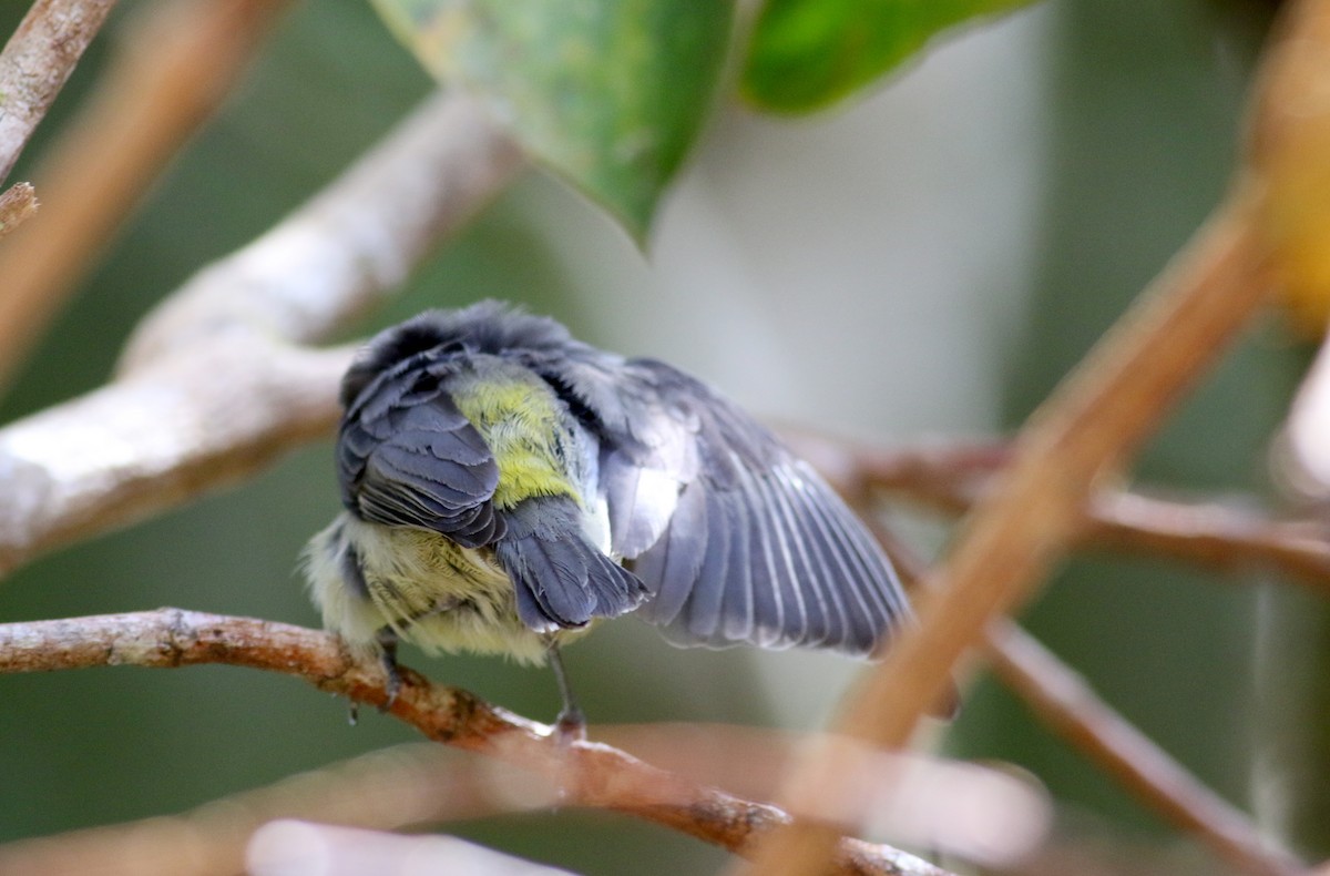 Bananaquit (Continental) - ML49125751