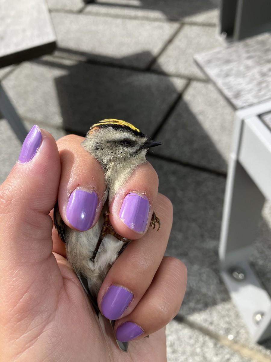 Golden-crowned Kinglet - ML491259111