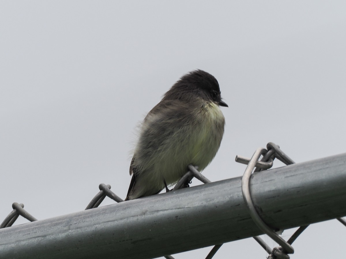 Eastern Phoebe - ML491260611