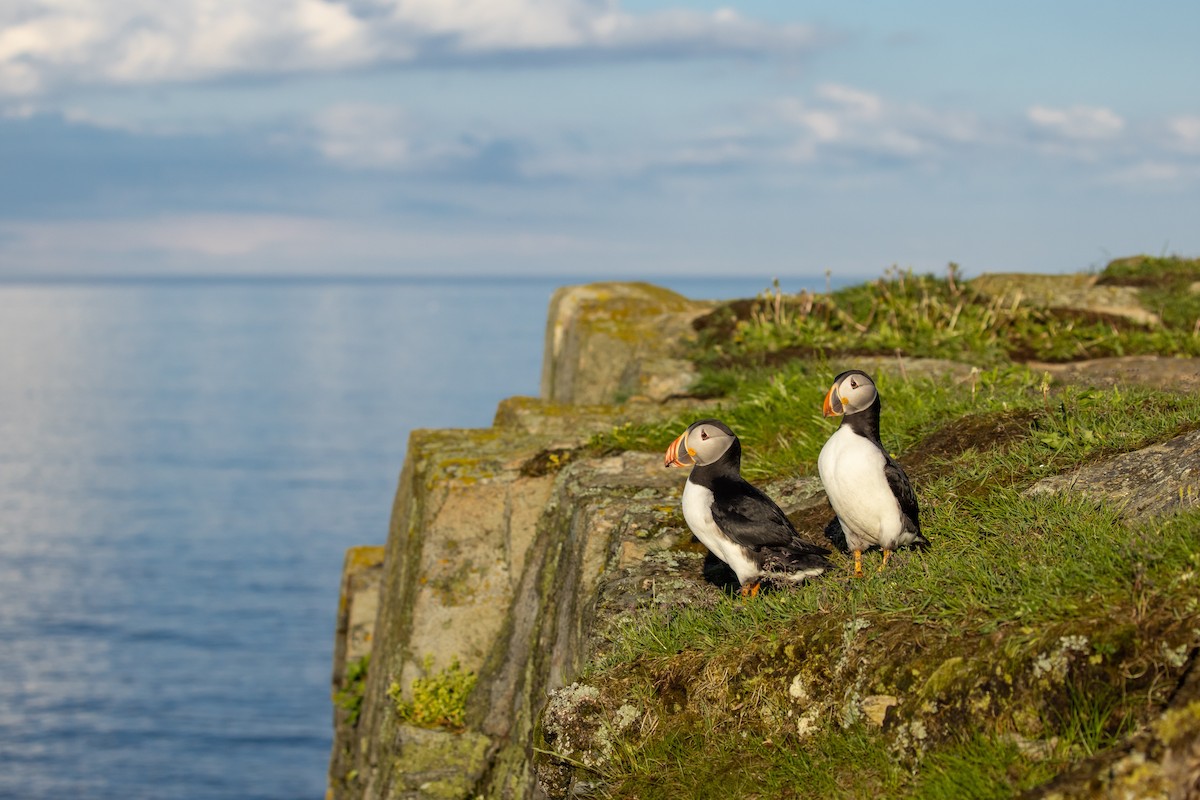 Atlantic Puffin - ML491260741