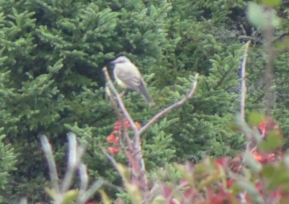 Western Kingbird - ML491261651