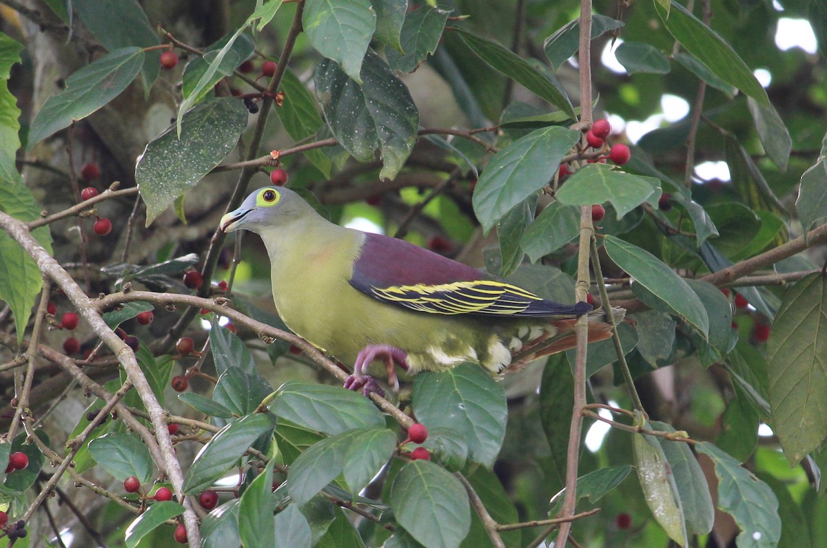 Gray-cheeked Green-Pigeon - Bruno Durand