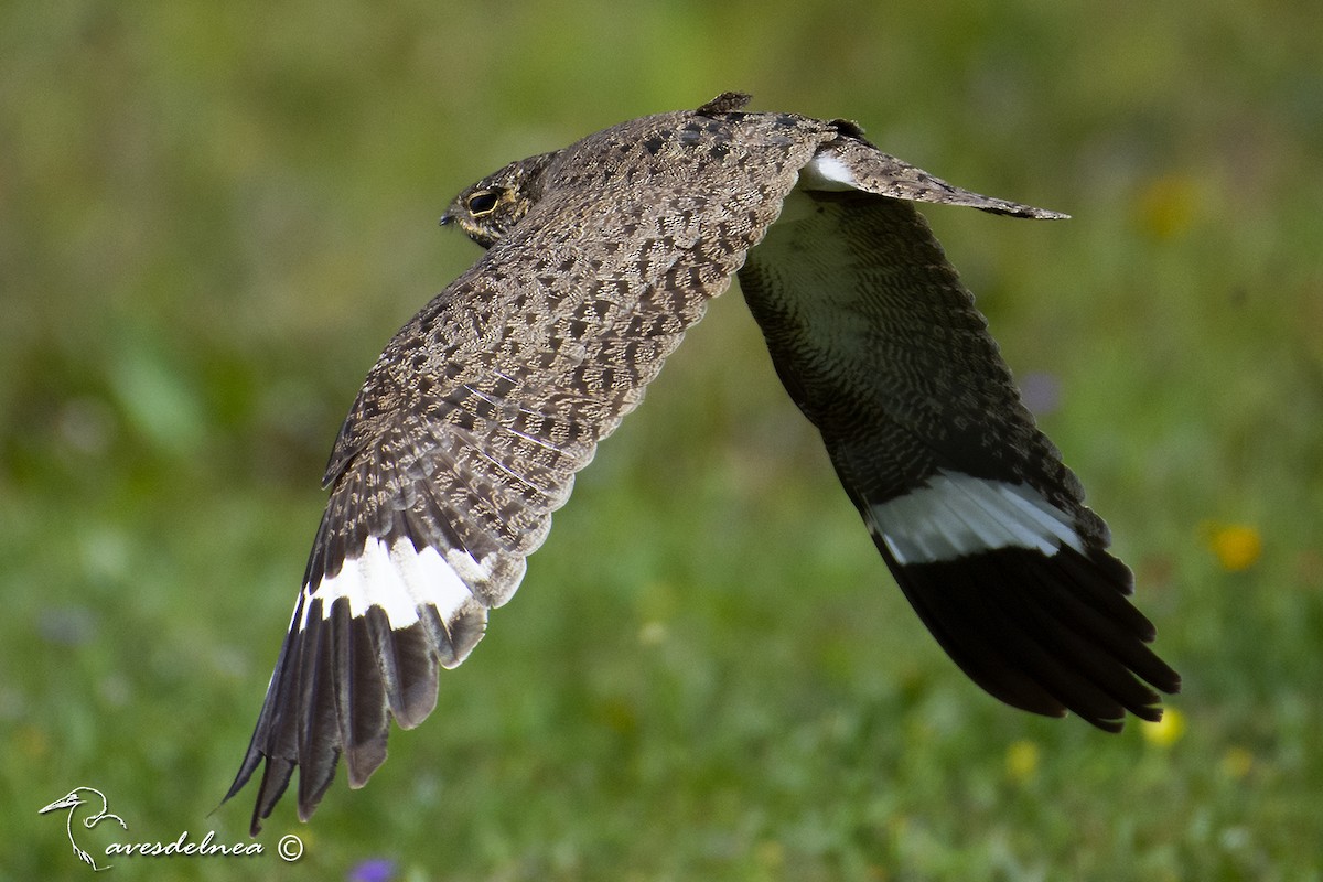 Nacunda Nighthawk - ML491263221