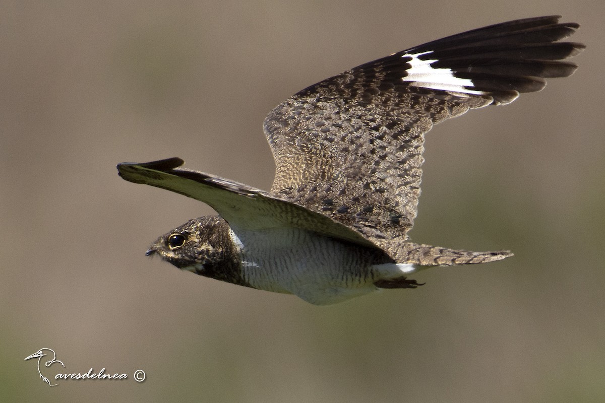 Nacunda Nighthawk - ML491263231