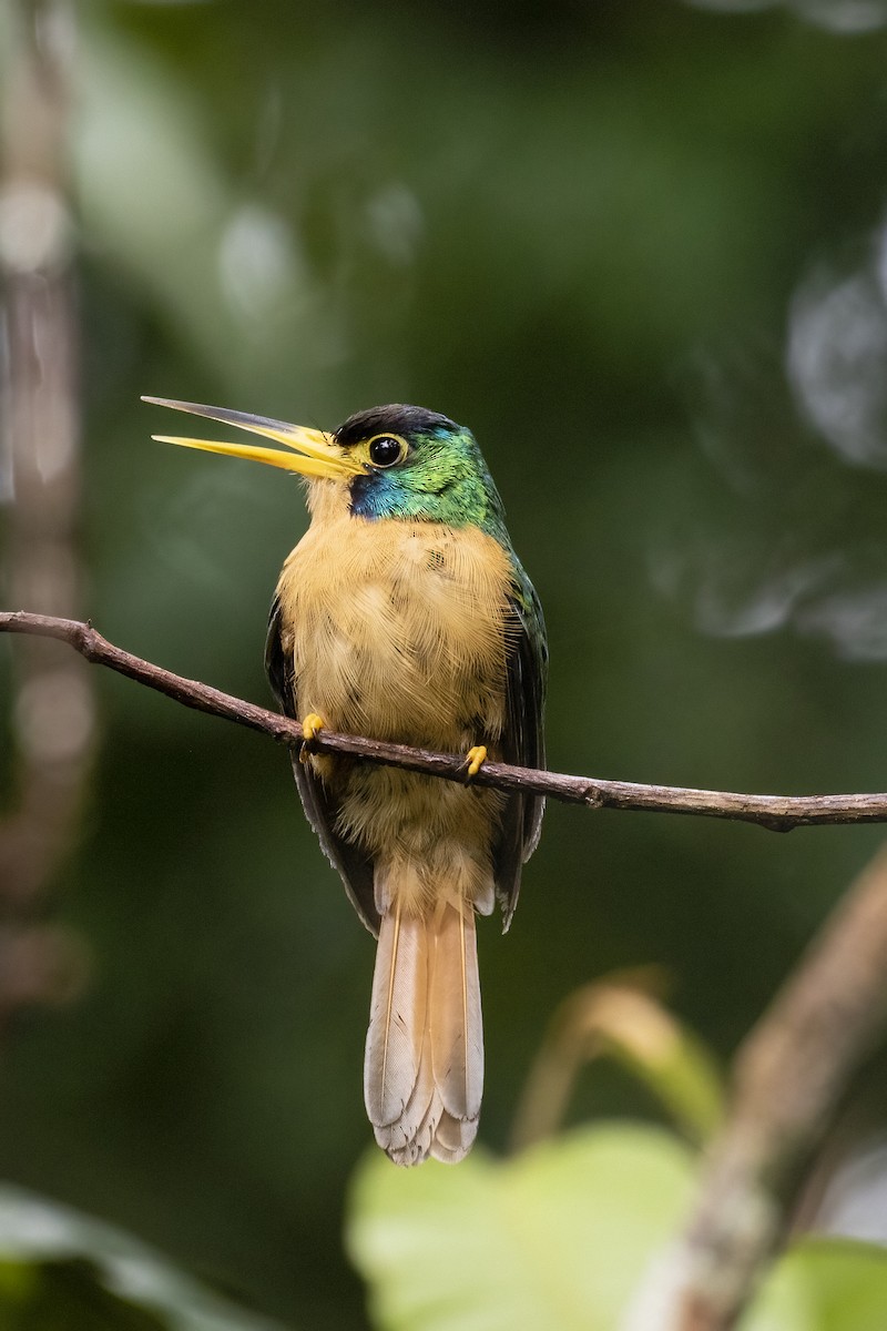 Blue-cheeked Jacamar - ML491264131
