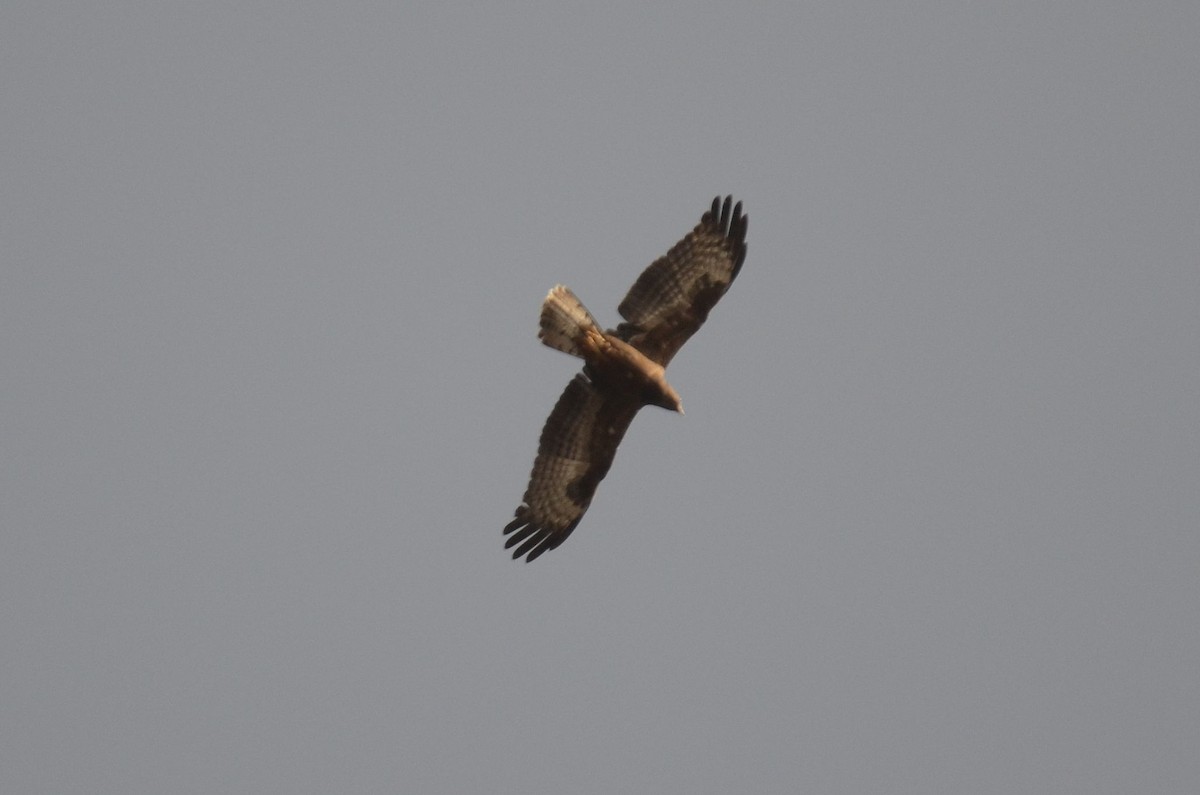 European Honey-buzzard - ML491264511