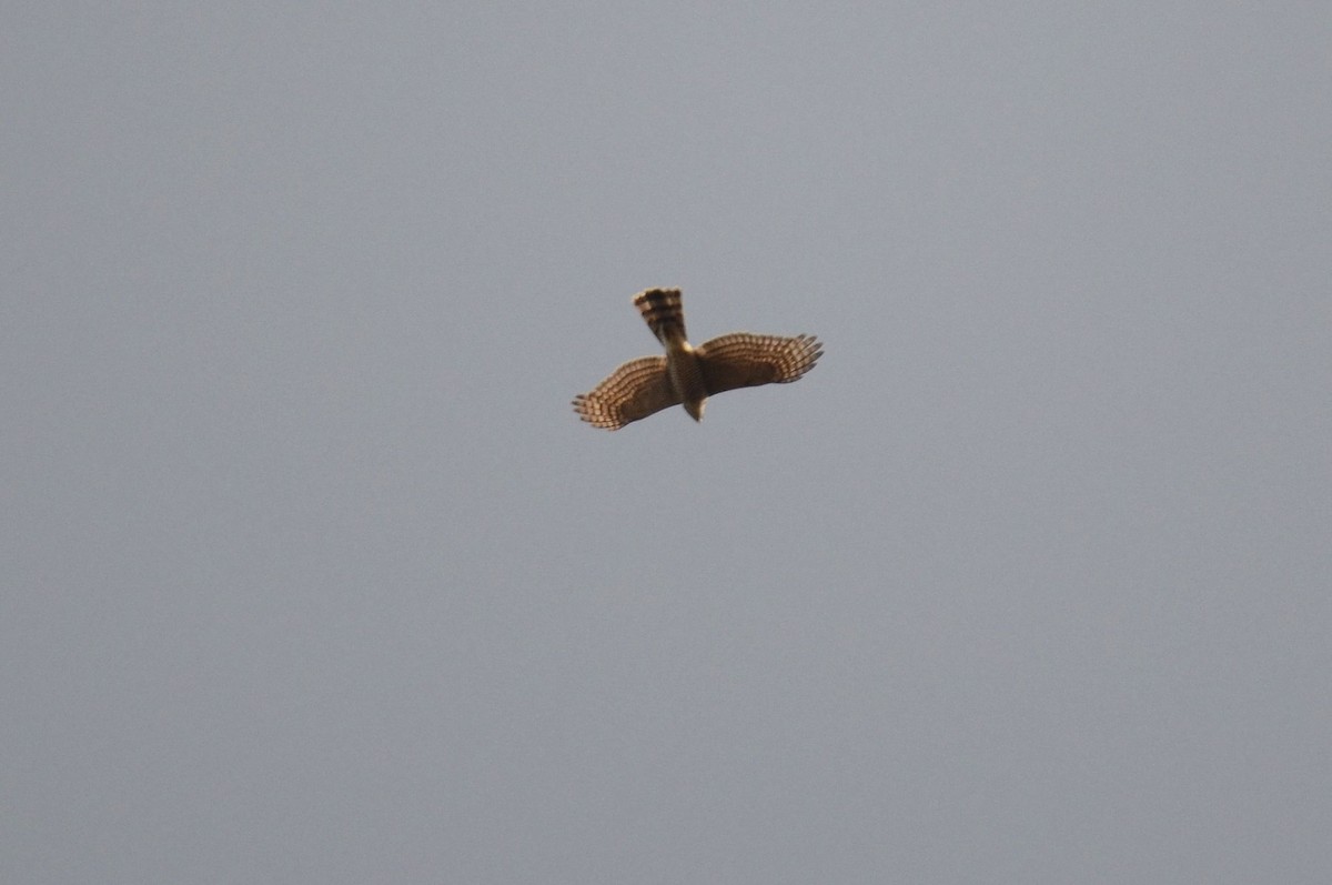 Eurasian Sparrowhawk - ML491264581