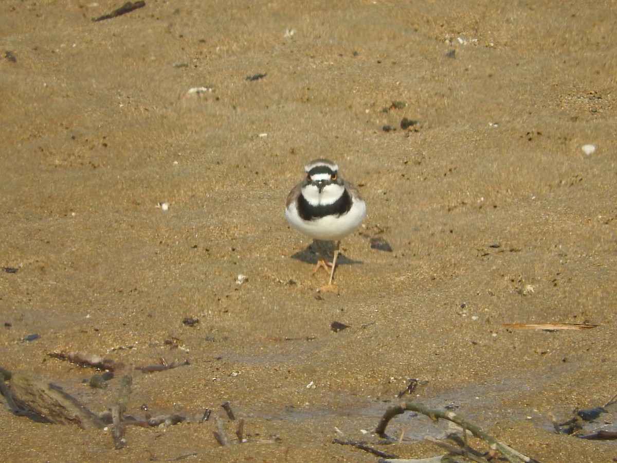 Little Ringed Plover - Eneko Azkue