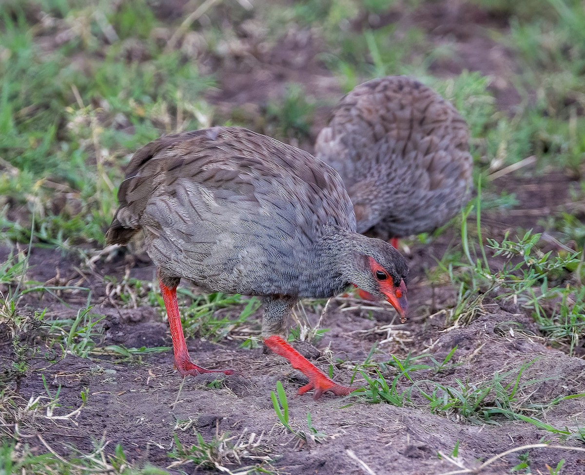 Red-necked Spurfowl - ML491265481