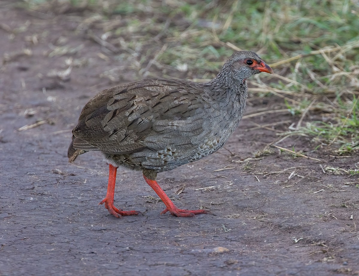 Red-necked Spurfowl - ML491265791